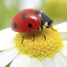 Ladybug404