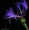 flower%20-blue%20feathers%201.jpg