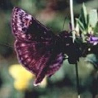 Indigo Butterfly