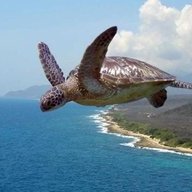 FlyingTurtle