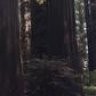 Redwood