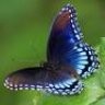 ceruleanbutterfly