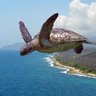 FlyingTurtle