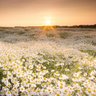 Daisy fields