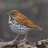 Woodthrush42