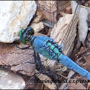 Isn't he just stunning? I've never seen a dragon fly so blue! I was hoping to dance among the butterflies but they haven't come just yet. This little guy was more than happy to pose for me! There are wonders all around us if we'll only take the time to see them.