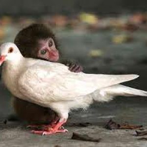 monkey hugging bird