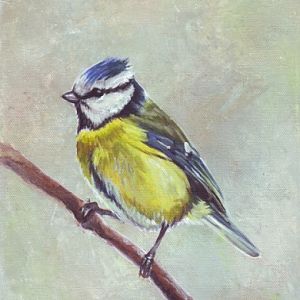 Blue Tit