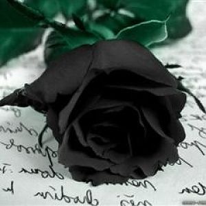 musical black rose wallpapers 1024x768 (Mobile)