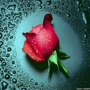 wonderful red rose flower wallpapers (Mobile)