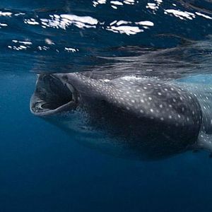 Cancun_whale-shark_5