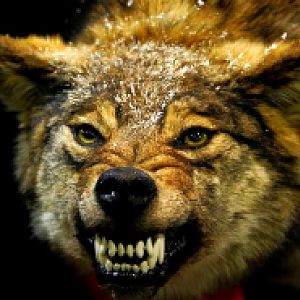 Wolf Gnashing Teeth