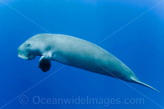 dugong-58M1444-10D.jpg