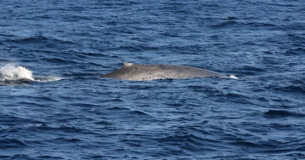 One-of-the-whales-the-researchers-spotted.-Credit-Jeremy-J.-KiszkaFlorida-International-University-e1714474569615-1024x538.jpg