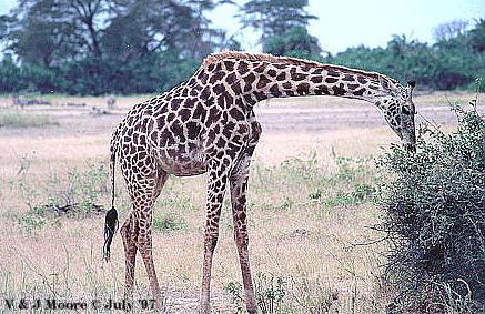 EastAfrica-Giraffe971-EatingLeaves.jpg