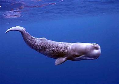 sperm-whale1.jpg
