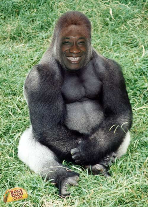 Michael-Clark-Gorilla.jpg