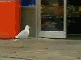 Seagull_steals_chips.gif