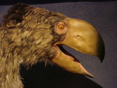 paleocene_giant_terror_bird_diatryma_reconstruction_400x300.jpg