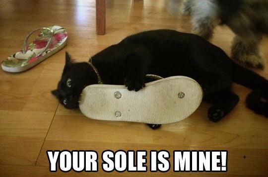 Funny-cat-Your-sole-is-mine.jpg