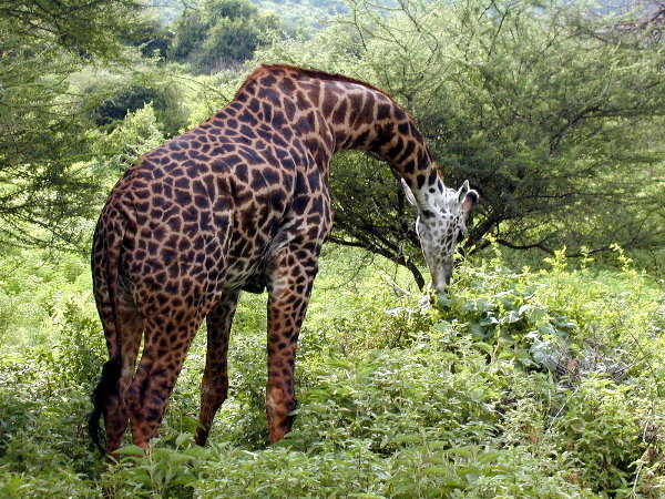 tz-saf-lake-manyara-giraffe-eating-600.jpg