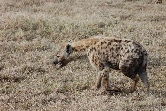 m-hyena-its-a-cat-not-a-dog-serengeti-national-park.jpg