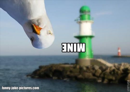 funny-seagull-photo-bomb-mine-lighthouse.jpg