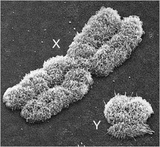 MJ+2013+chromosomes+xy+micro.jpg