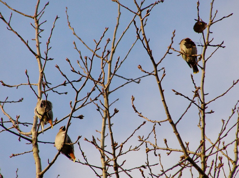 Waxwing+06.jpg