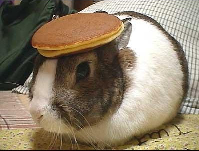 rabbit_pancake.jpg