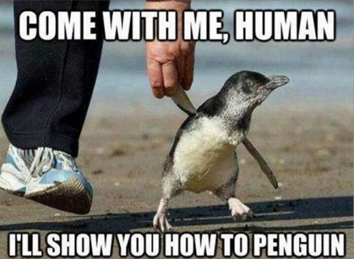 017-funny-animal-pictures-with-captions-013-baby-penguin.jpg