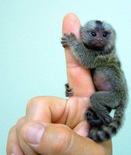 Cute_Little_Monkeys_Lovely_Animal_1.jpg
