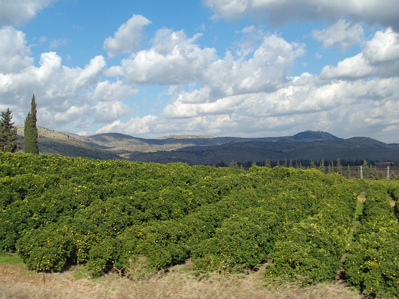 lemon-grove-galilee-israeli-desert-wikipedia.jpg