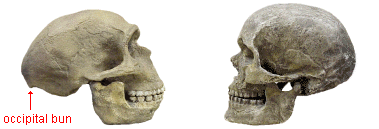 Neandertal_modern_human_skulls.gif