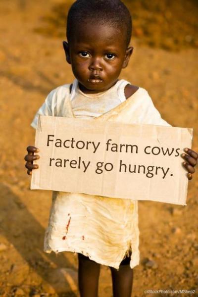 factory_farm_cows_rarely_go_hungry.jpg