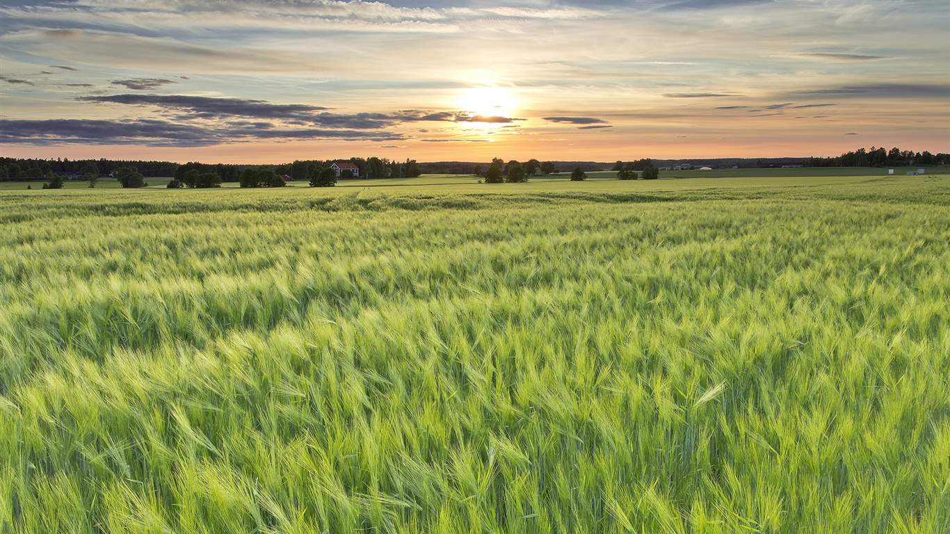 Sweden-barley-fields-sun-evening-sunset_1366x768.jpg