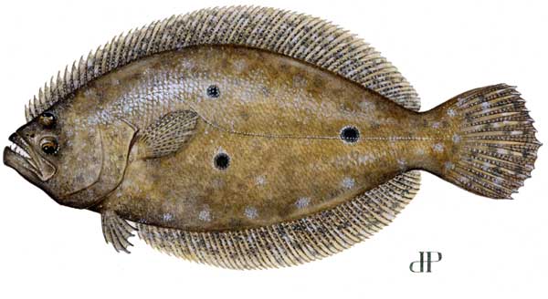 flounder.jpg