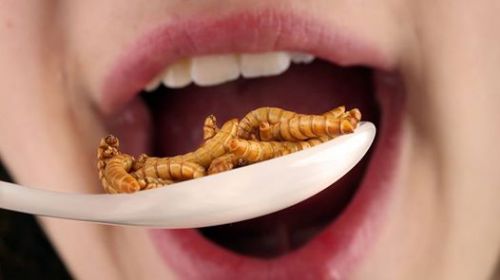 Future-Trends-Insects-Future-Food-bugs-Andrew-Brentano-hungry-world-of-tomorrow-grubs-futuristic.jpg