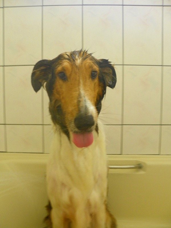 Tasha%20bath6%20dec23%2015_zpsayzfvxmp.jpg