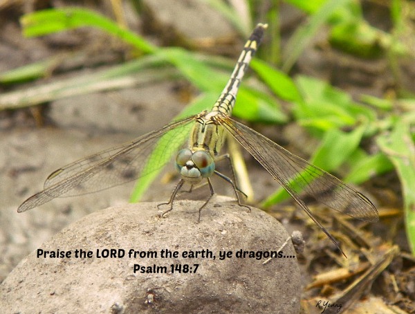 dragonflypsalm_zps35d4638e.jpg