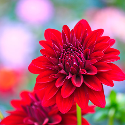 red-flower.jpg