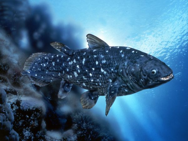 coelacanth_501_600x450.jpg