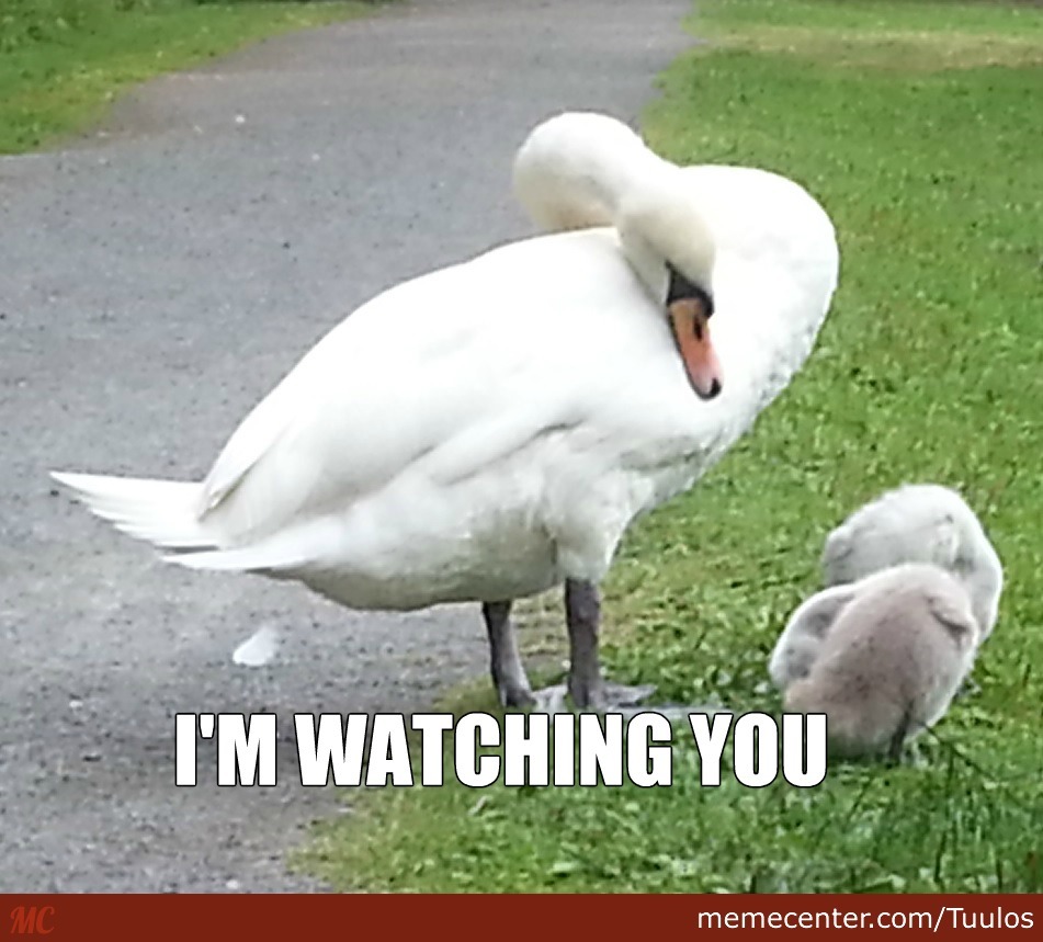 swan-be-watching-you_o_2515185.jpg