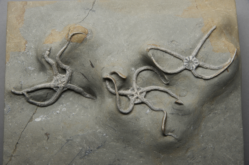 brittle-stars-echinoderms-Bridport-Museum-BRPMG10817detail.jpg