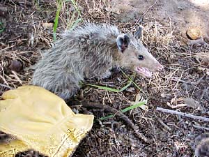 oppossum_glove.jpg