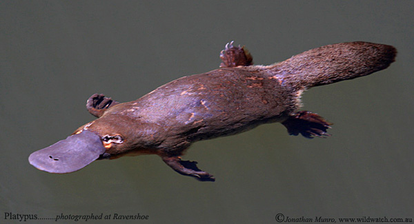 Duck-Billed-Platypus-Weird-And-Poisonous-Swimming.jpg