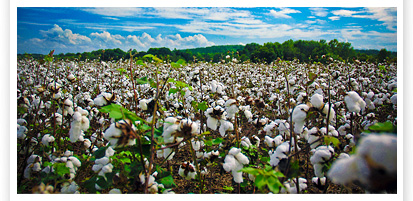 photo_cottonField.jpg