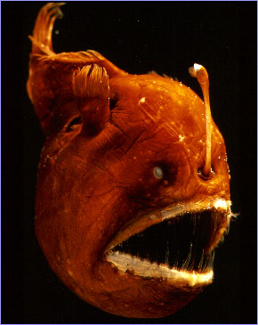 anglerfish.jpeg