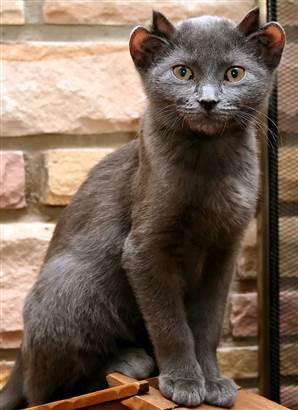 080822-four-eared-cat-930a.widec.jpg