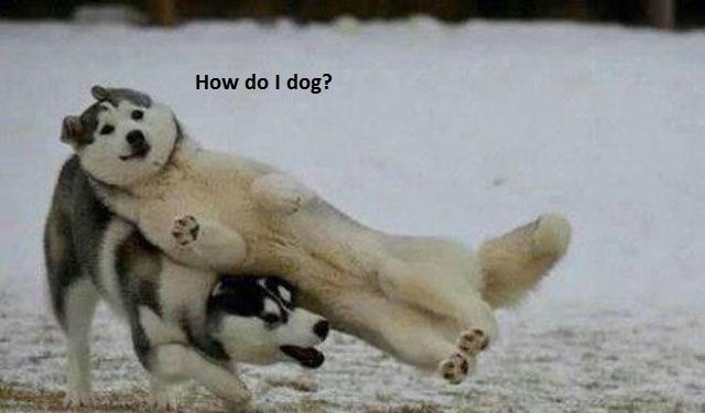 how_do_i_dog__by_ponylightningchaser-d7hvarf.jpg